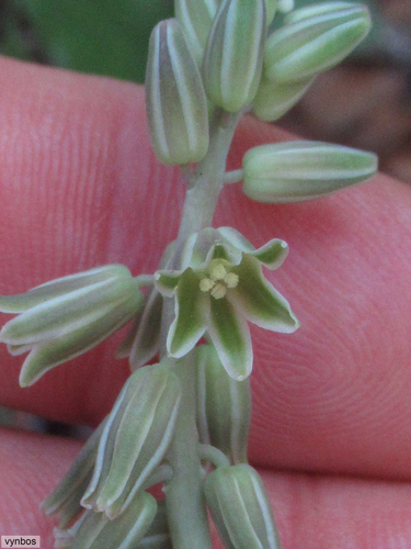 Resnova humifusa