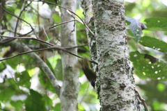 Myiothlypis coronata