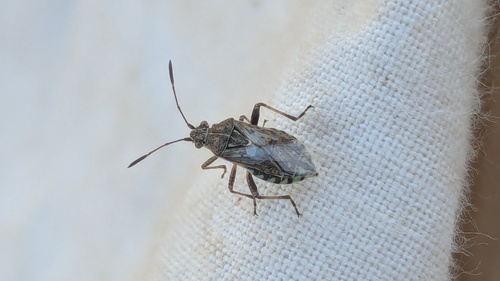 banded rhopalid, Katwijk aan Zee, Nederland, photo 5 of 10