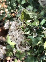 Ageratina altissima