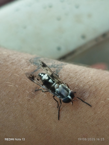 Tabanus sannio · iNaturalist