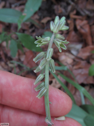 Resnova humifusa