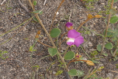 Podalyria biflora