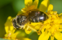 Calliopsis andreniformis