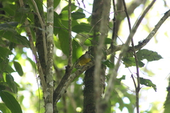 Myiothlypis coronata