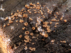 Trichopeziza