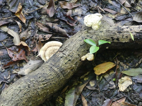 Polyporaceae