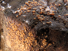 Trichopeziza