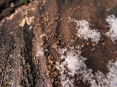 Trichopeziza