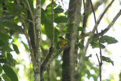 Myiothlypis coronata