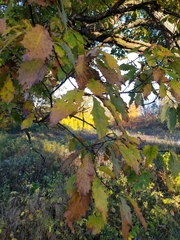 Quercus
