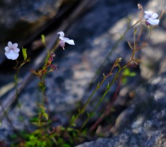 Nemesia brevicalcarata