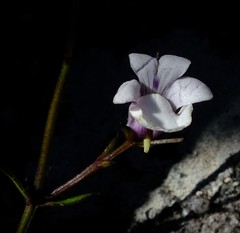 Nemesia brevicalcarata
