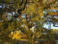 Quercus