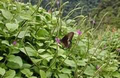 Battus polydamas