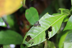 Nogodinidae