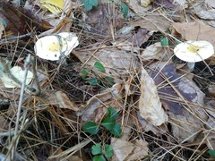 Hygrophorus flavodiscus