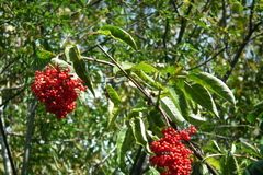 Sambucus kamtschatica