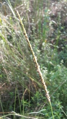 Paspalum monostachyum
