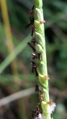 Paspalum monostachyum