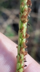 Paspalum monostachyum