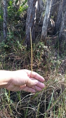 Paspalum monostachyum
