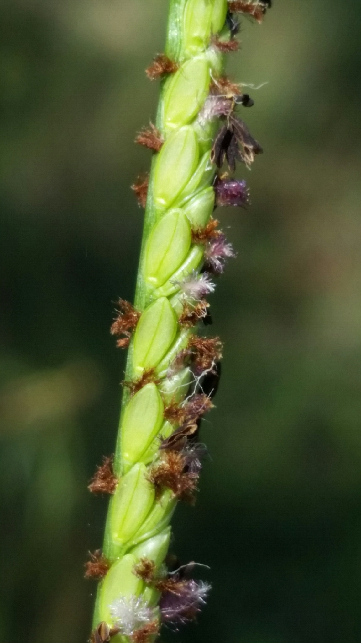 Paspalum monostachyum