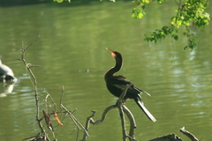 Anhinga anhinga