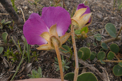 Podalyria biflora