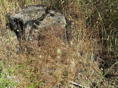 Pentameris airoides airoides