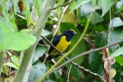 Euphonia imitans