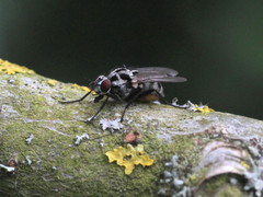 Anthomyia pluvialis