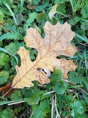 Quercus