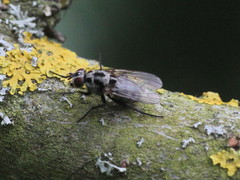 Anthomyia pluvialis