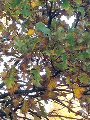 Quercus