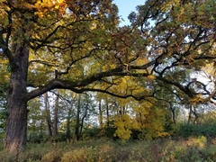 Quercus