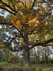 Quercus