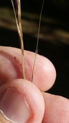 Aristida patula