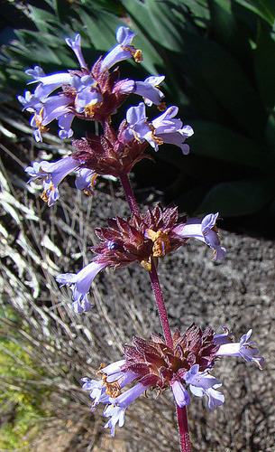 Munz's sage