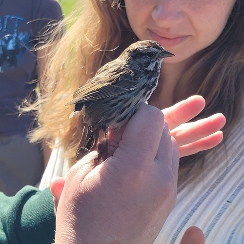 iNaturalist observation photo of Song Sparrow