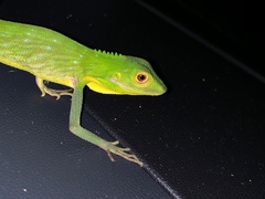 Bronchocela