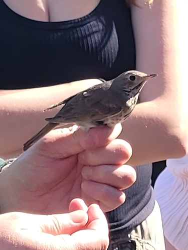 iNaturalist observation photo of Hermit Thrush