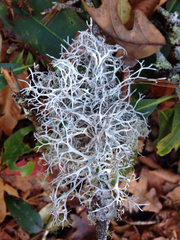 Pseudevernia cladonia