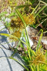Cyperus engelmannii