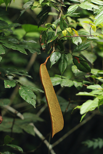 Pseudomacrolobium