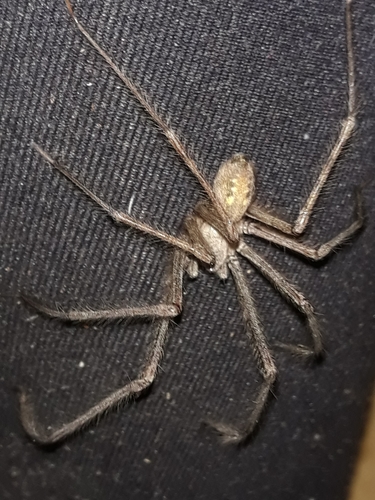 Cardinal Spider