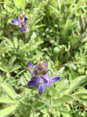 Lupinus bracteolaris