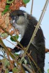 Cercopithecus