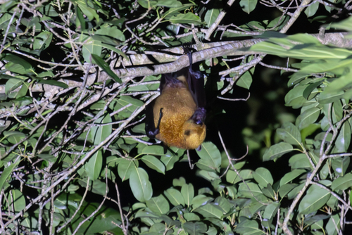 Pteropus neohibernicus observed 2025-07-28