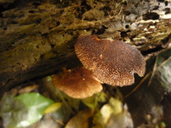 Crepidotus fuscovelutinus